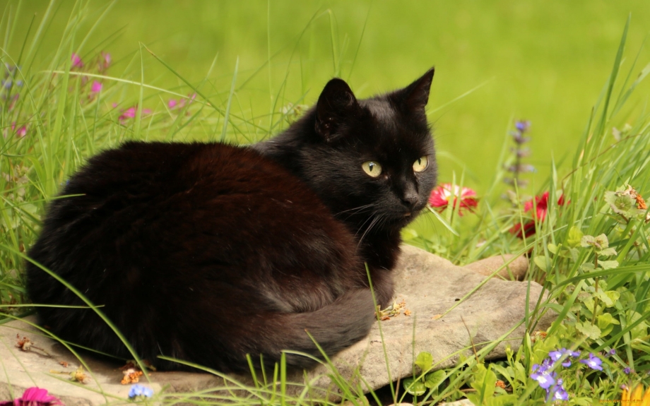 Черный котенок