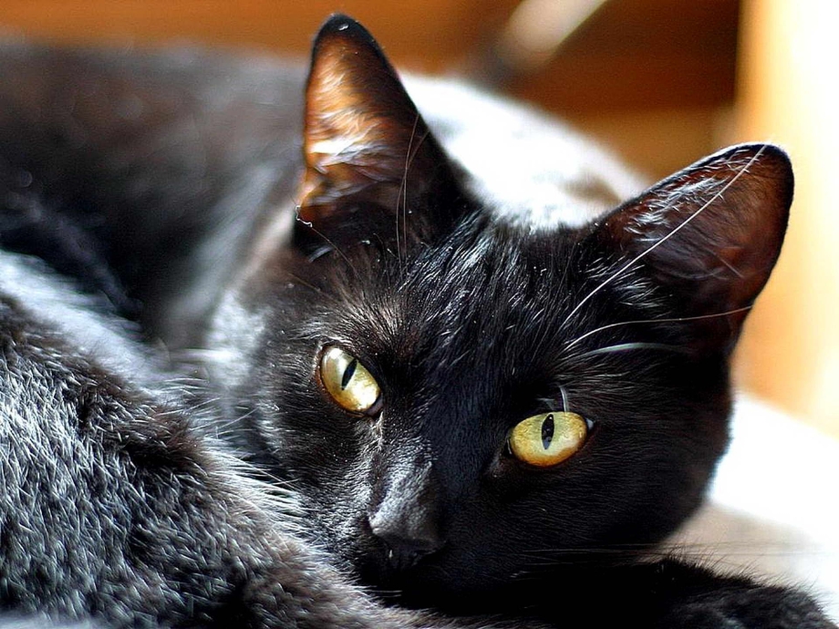 Черная кошка