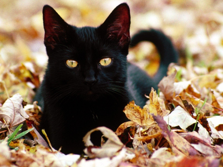 Осенние черные коты