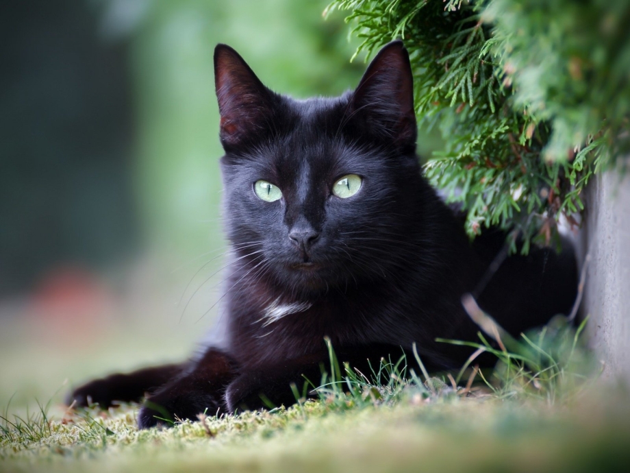 Кошечка черная