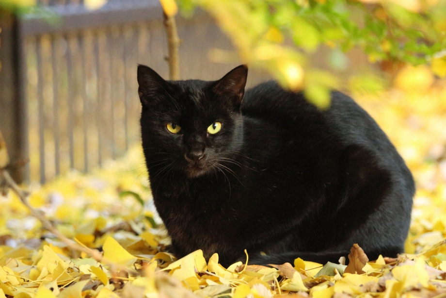 Черные коты