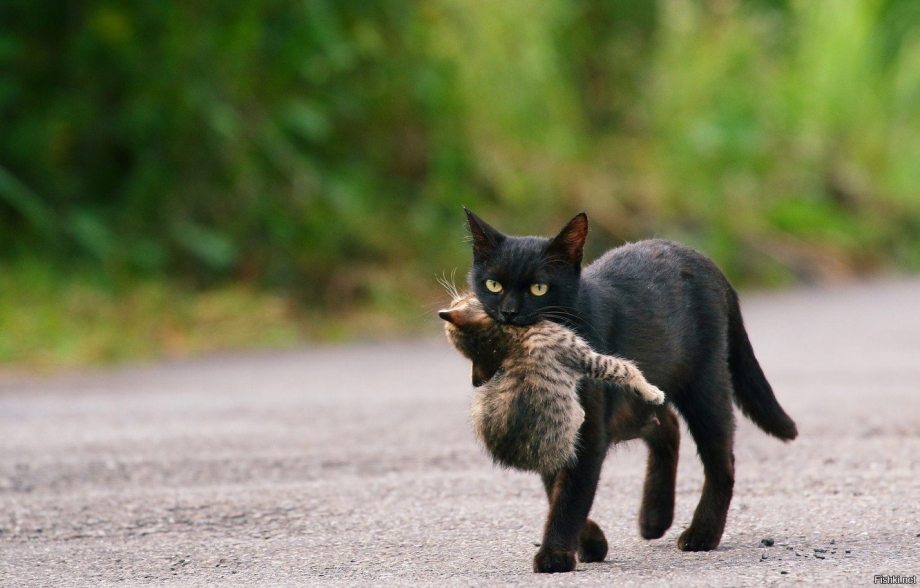 Черная кошка с котятами