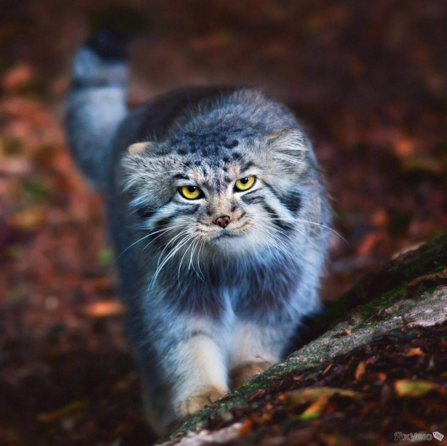 Лесной кот Манул