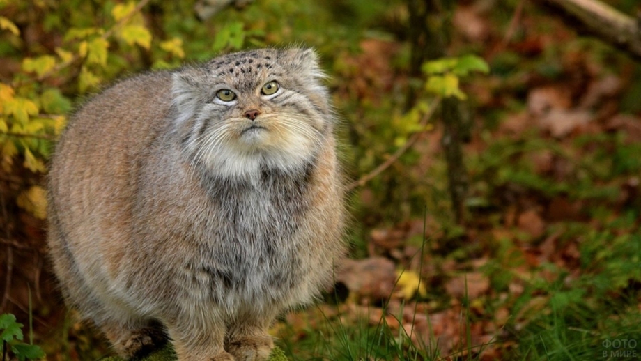 Коты породы Манул