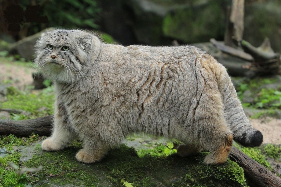 Манул (палласов кот)