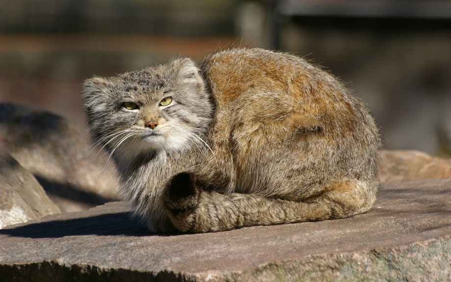 Манул хищник