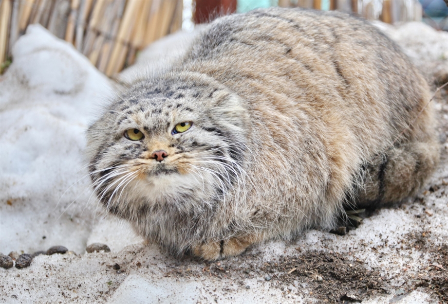 Сибирская кошка Манул добрый
