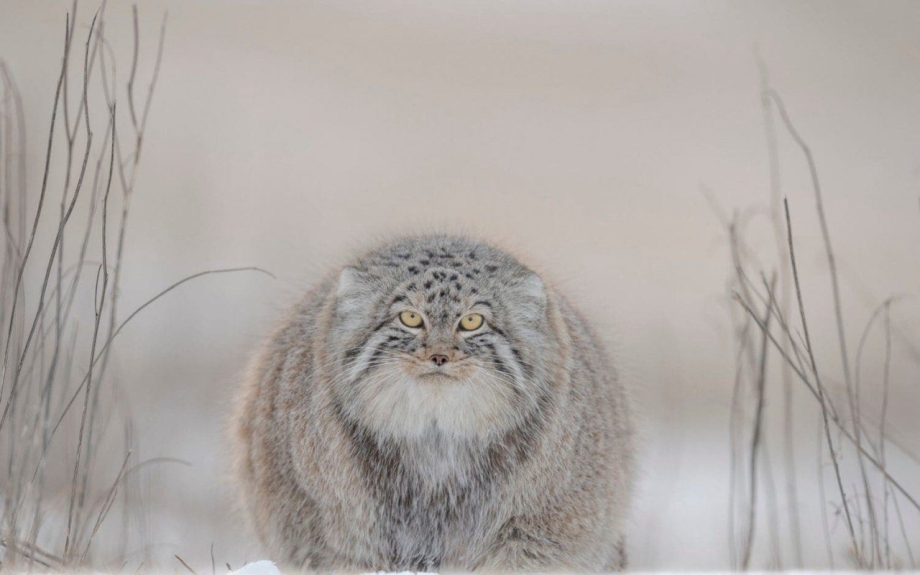 Кот Манул в Забайкалье
