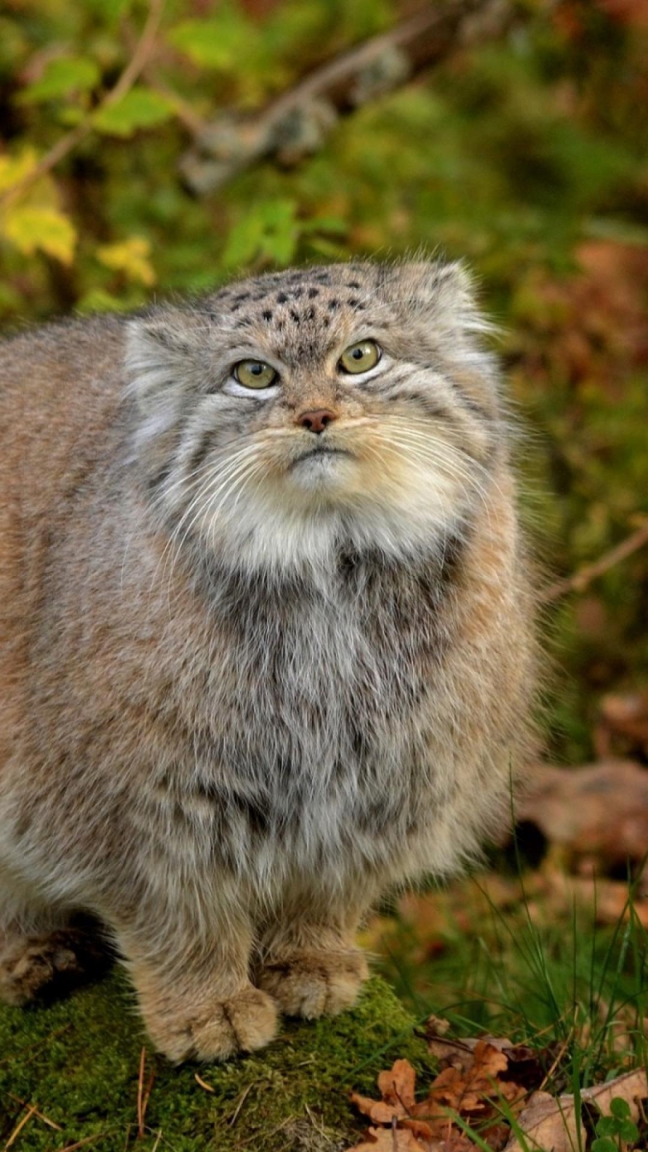 Кот Манул