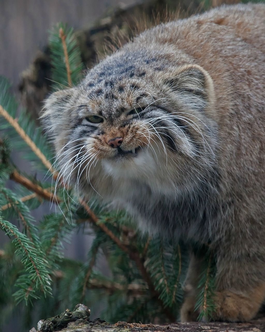 Лесной кот Манул