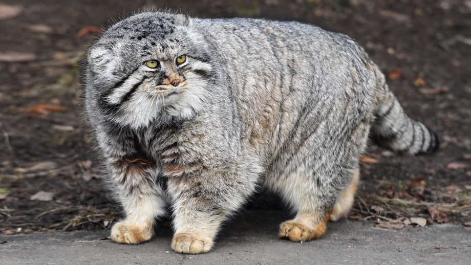 Манул (палласов кот)