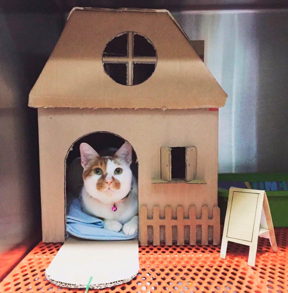 Домик для кошки из картона