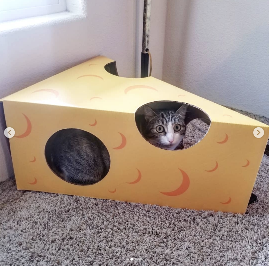 Картонная коробка для кота