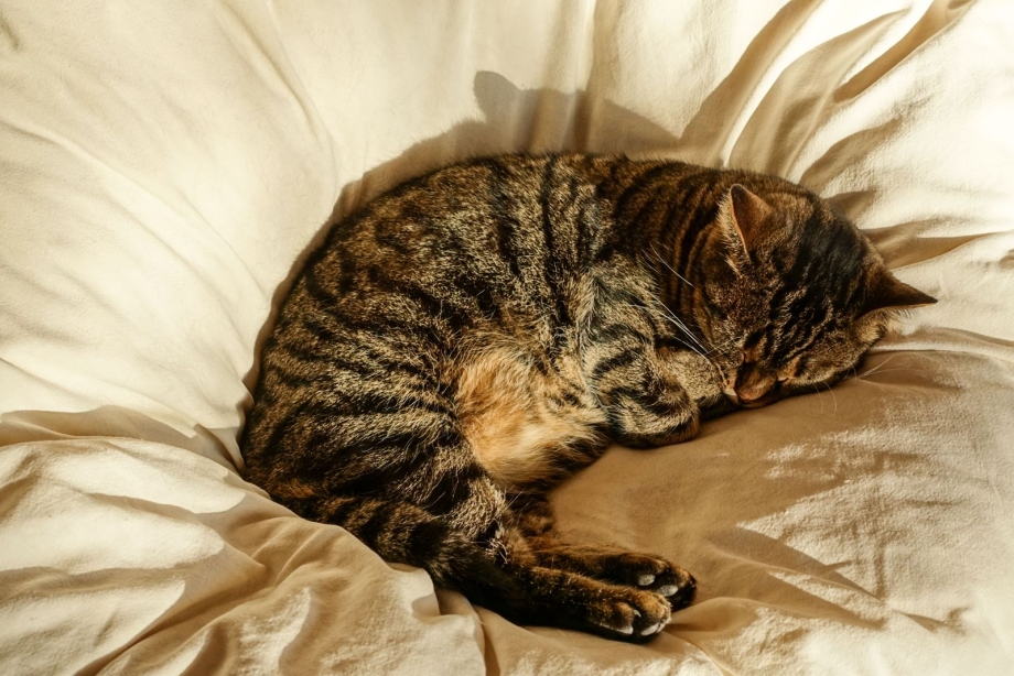 Кошка лежит