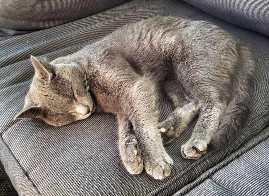 Лежачий кот