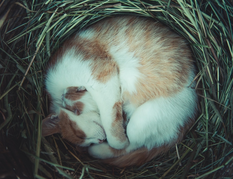 Кот свернулся клубком