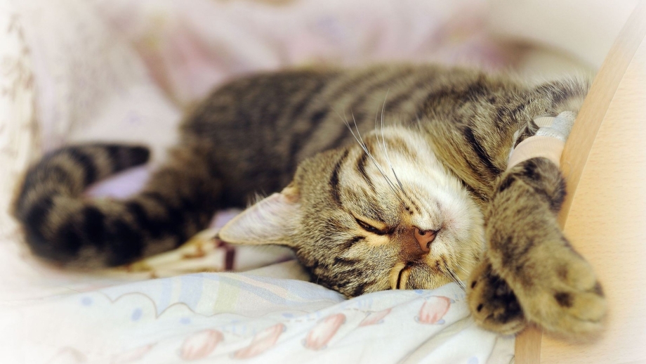 Спящий котик