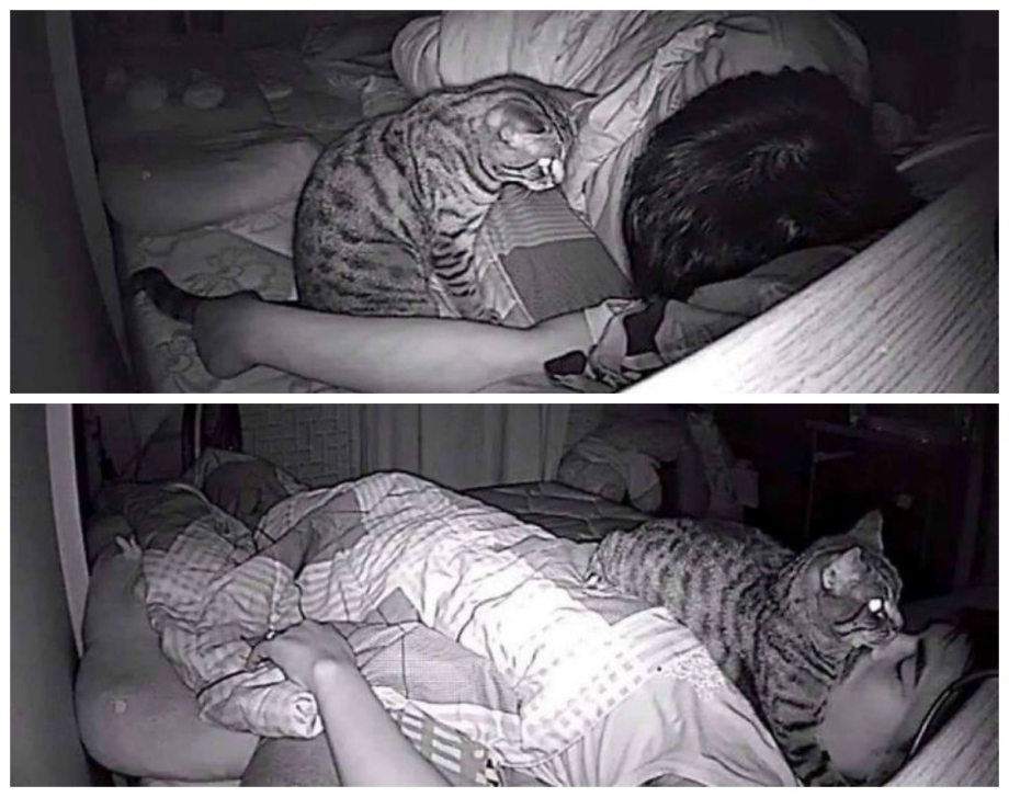 Кот и спящий хозяин