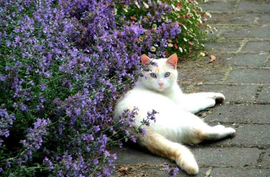 Котовник кошачий (мята Кошачья)