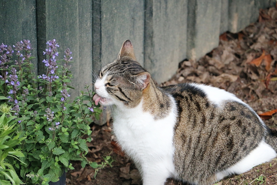 Catnip Кошачья мята
