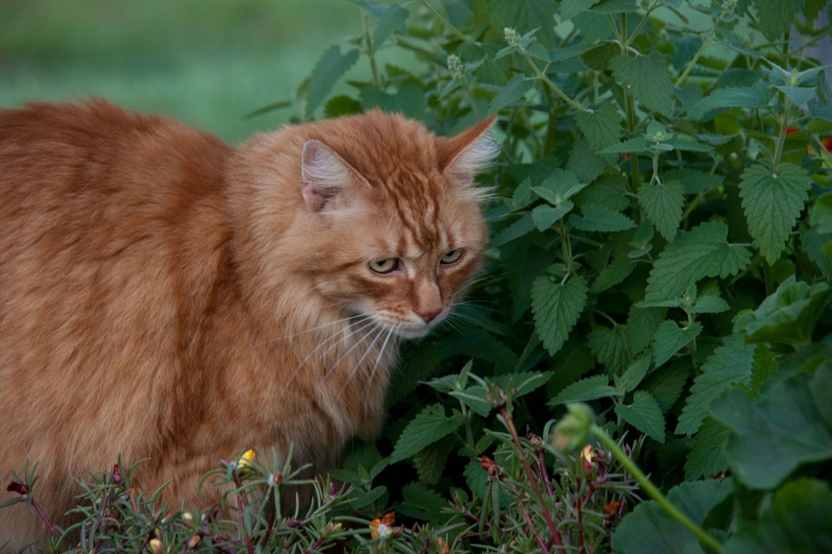 Котовник кошачий