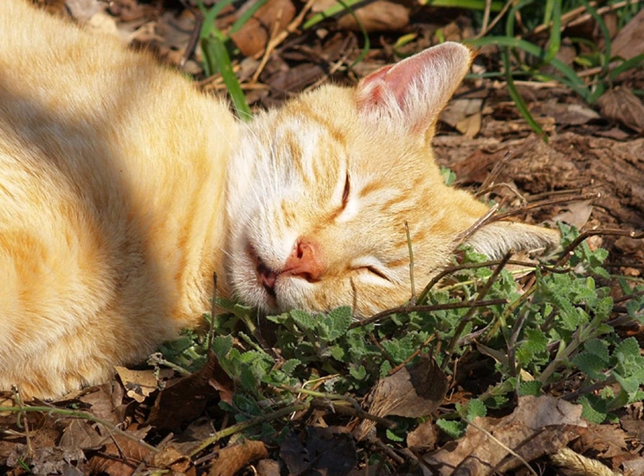 Котовник Кошачья мята