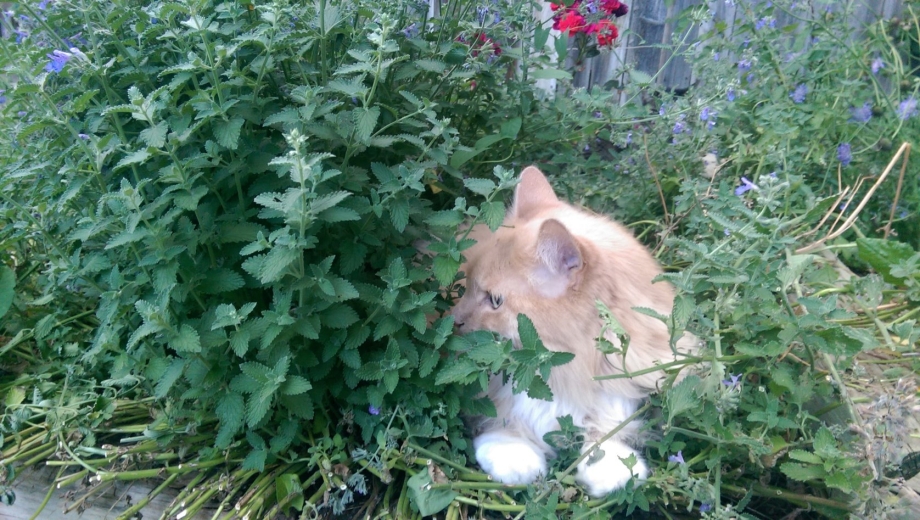 Кот и Кошачья мята
