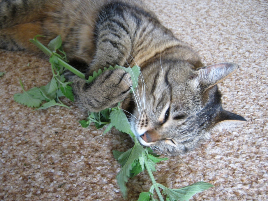 Котовник Кошачья мята
