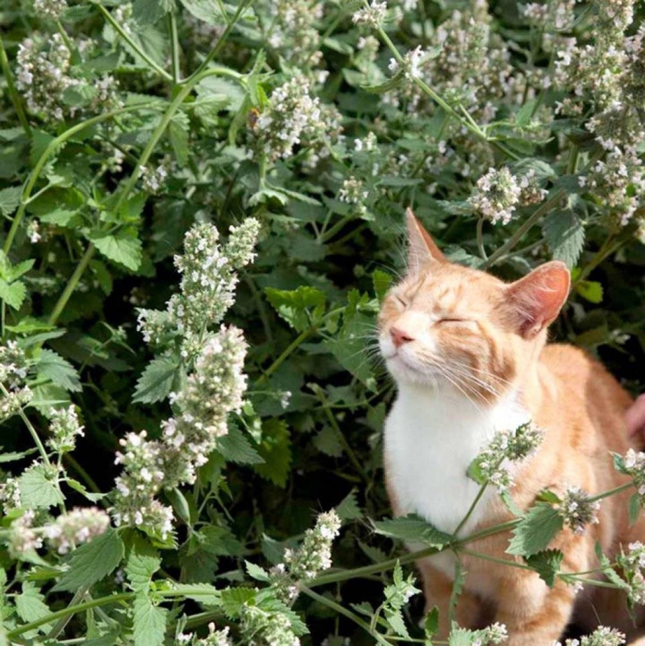 Котовник кошачий (мята Кошачья)