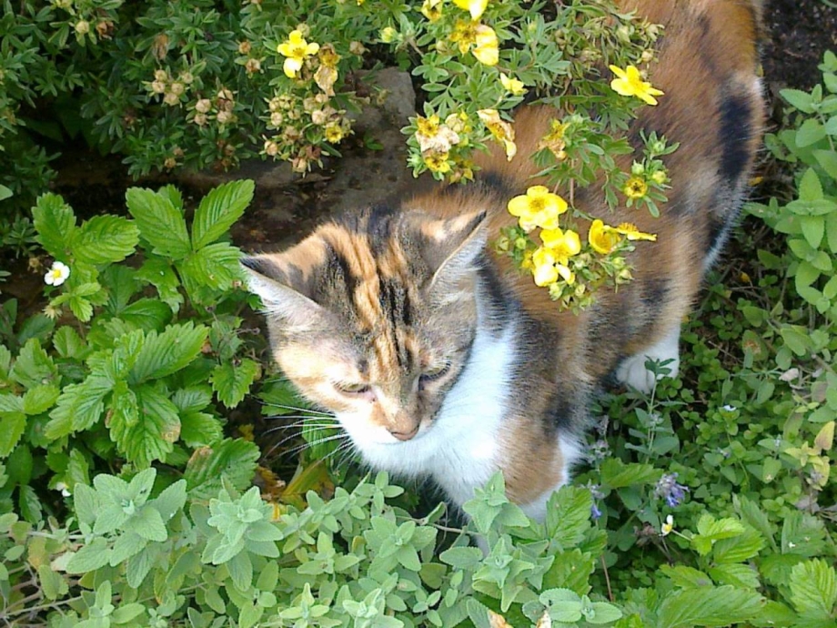 Кошачья мята и коты