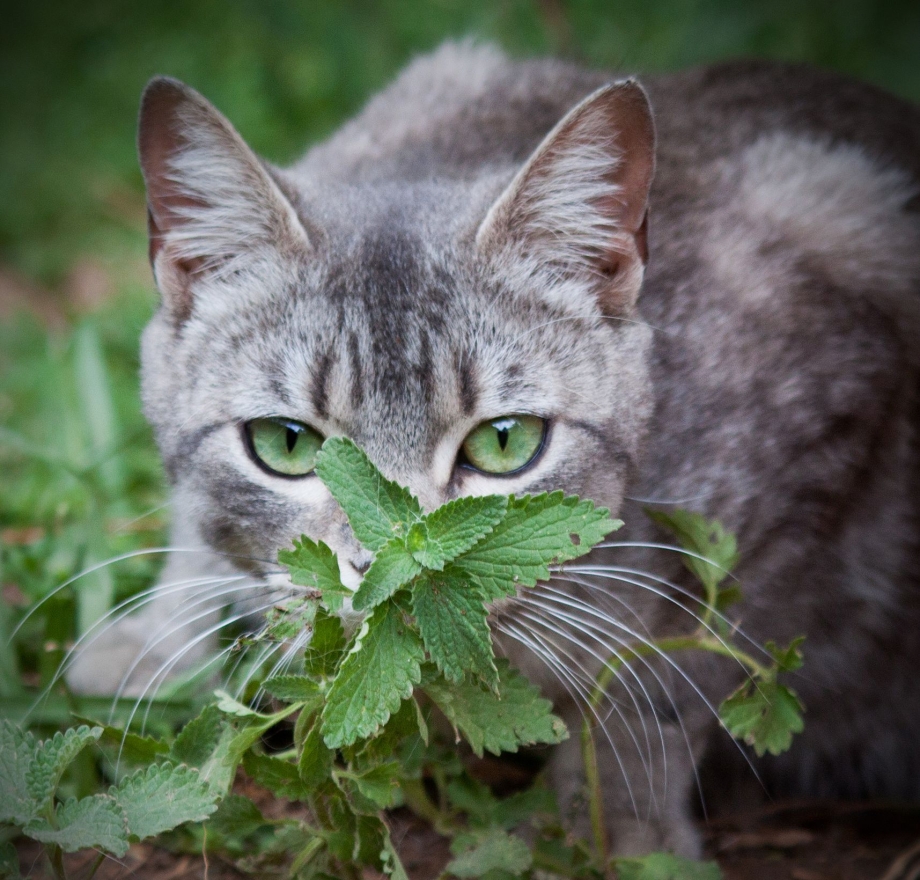 Котовник кошачий (мята Кошачья)