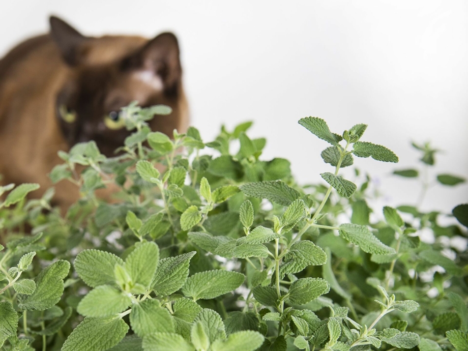Catnip Кошачья мята
