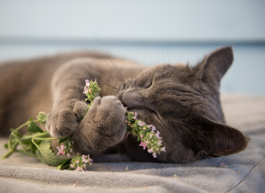 Кошачья мята