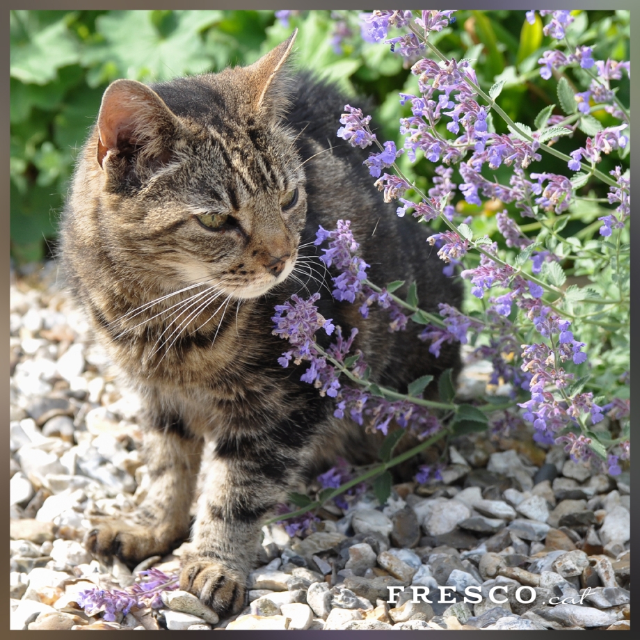 Котовник Блю драгон
