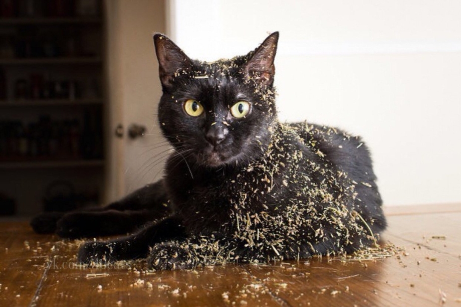 Кот под мятой