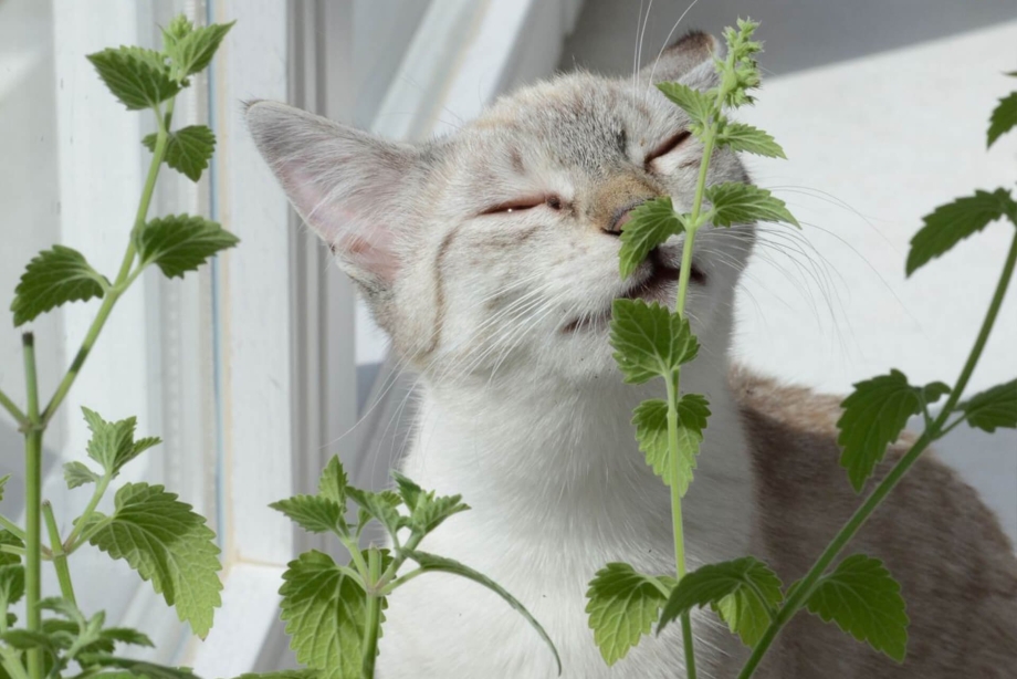 Котовник кошачий