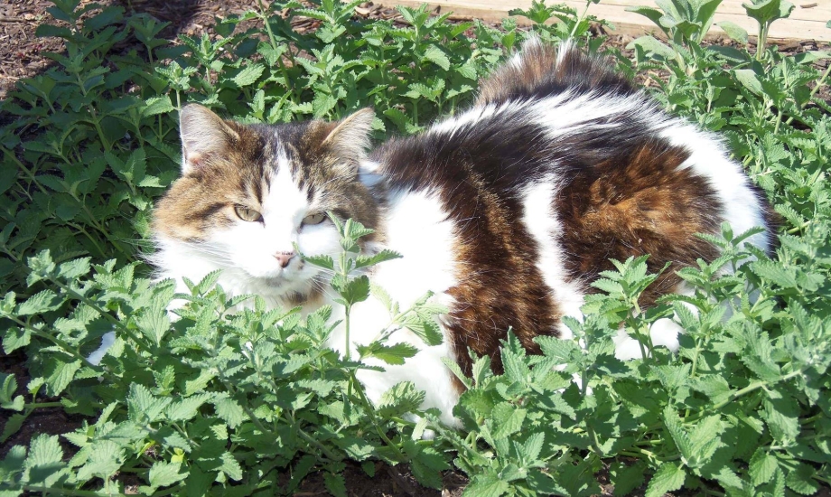 Кошачья мята котовник котёнок