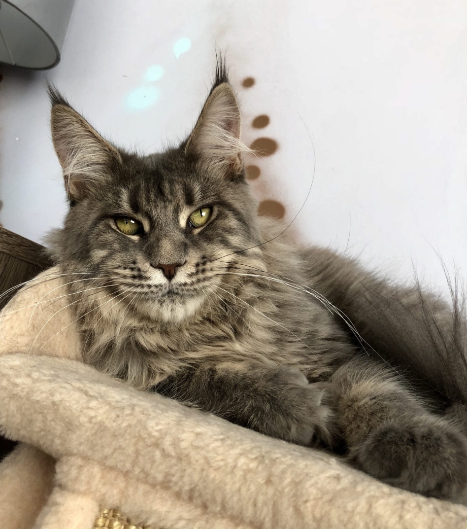 Крупные коты Мейн кун