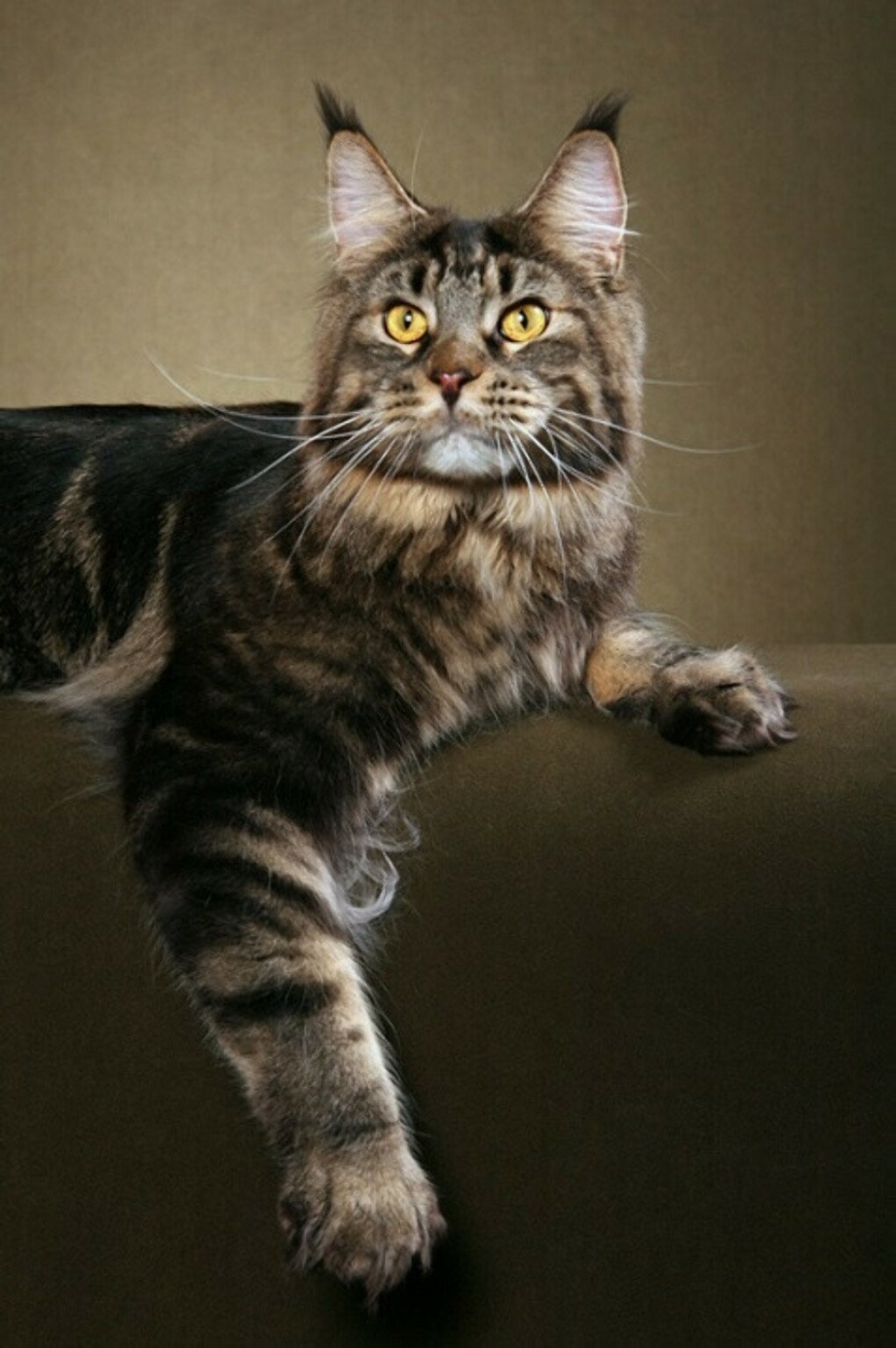 Мейнкун кот