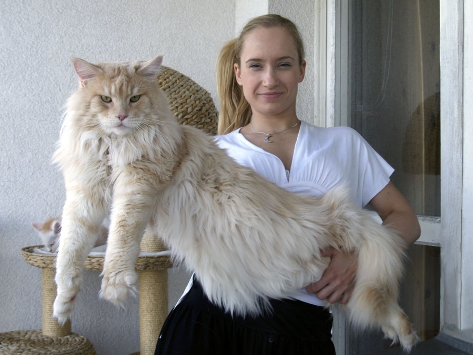 Коты Мейн куны большие