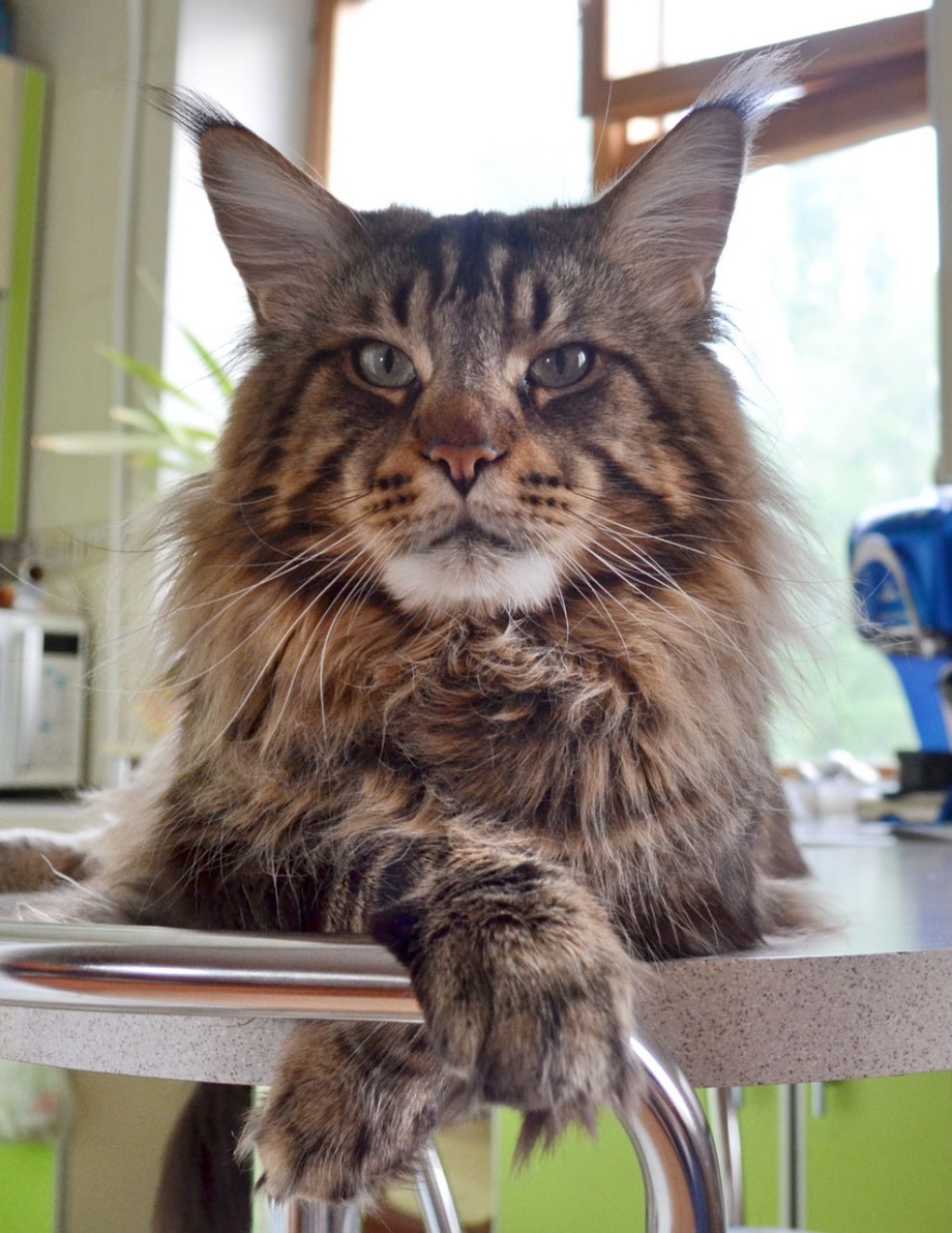 Кошка Мейн кун