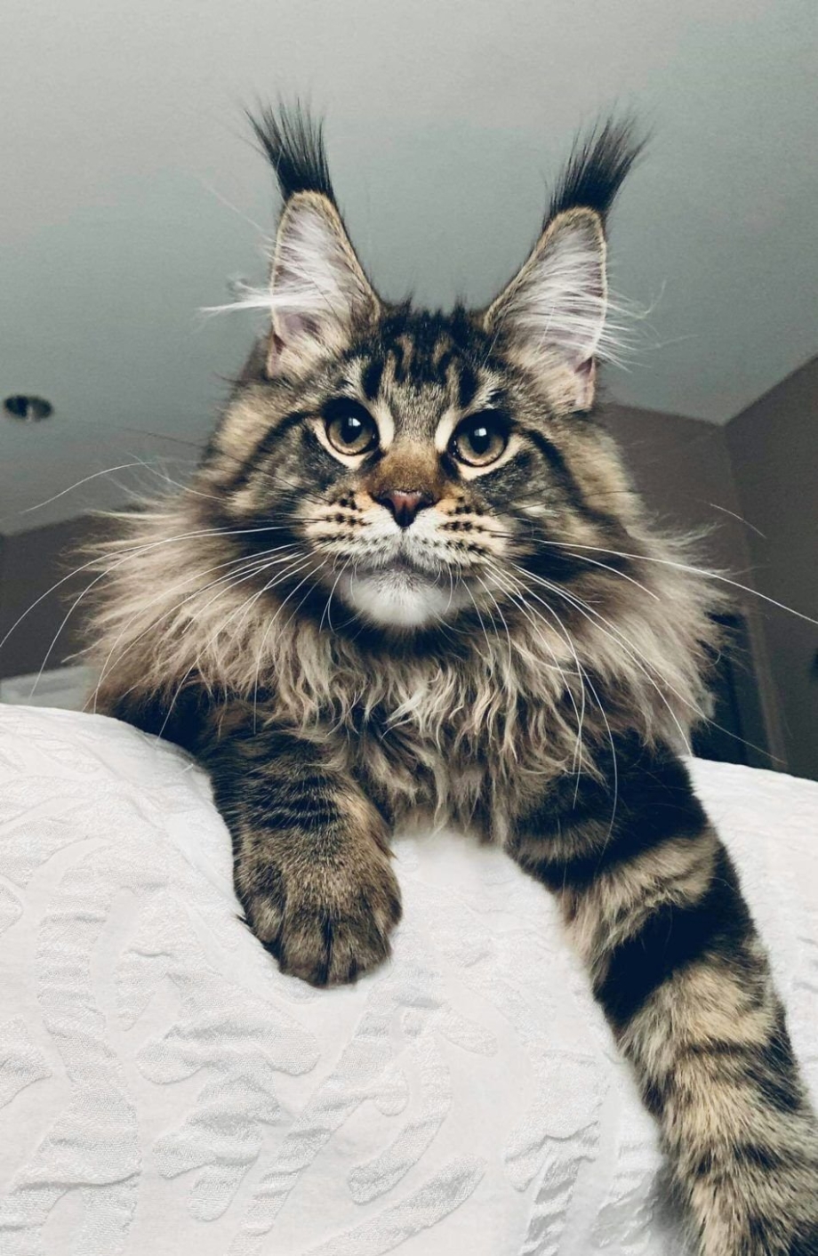 Кот Мейн кун