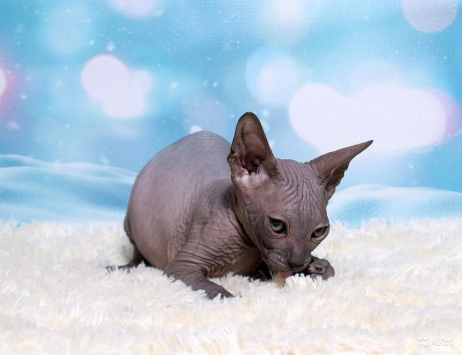 Сфинкс кошка с ошейником