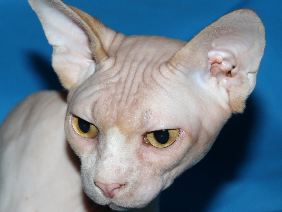 Сфинкс кошка
