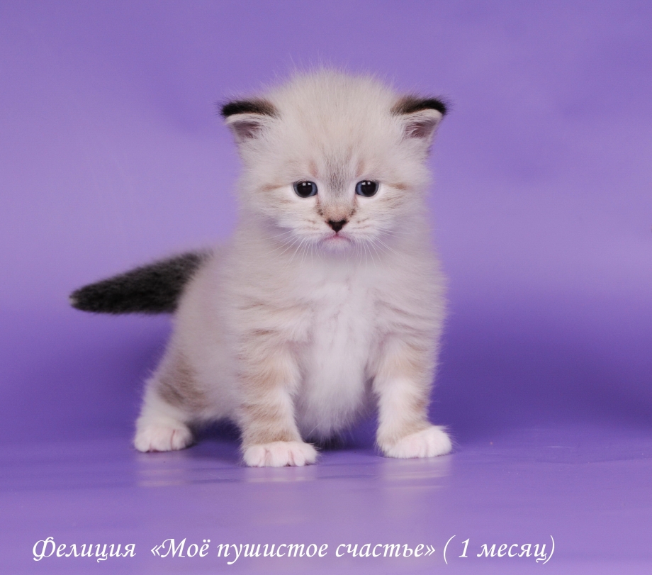 Порода кошек Сибирская маскарадная Невская