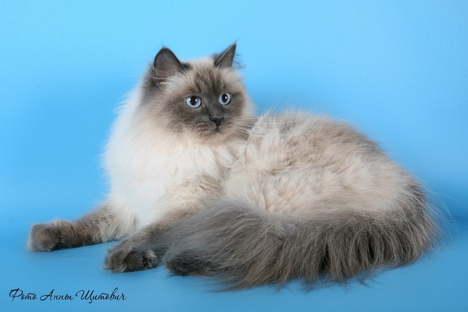 Кот метис Невская маскарадная