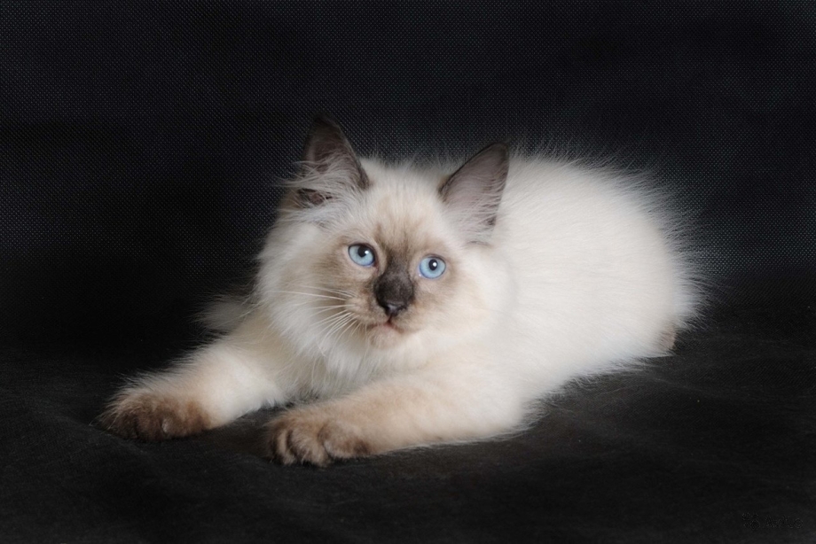 Невская маскарадная кошка