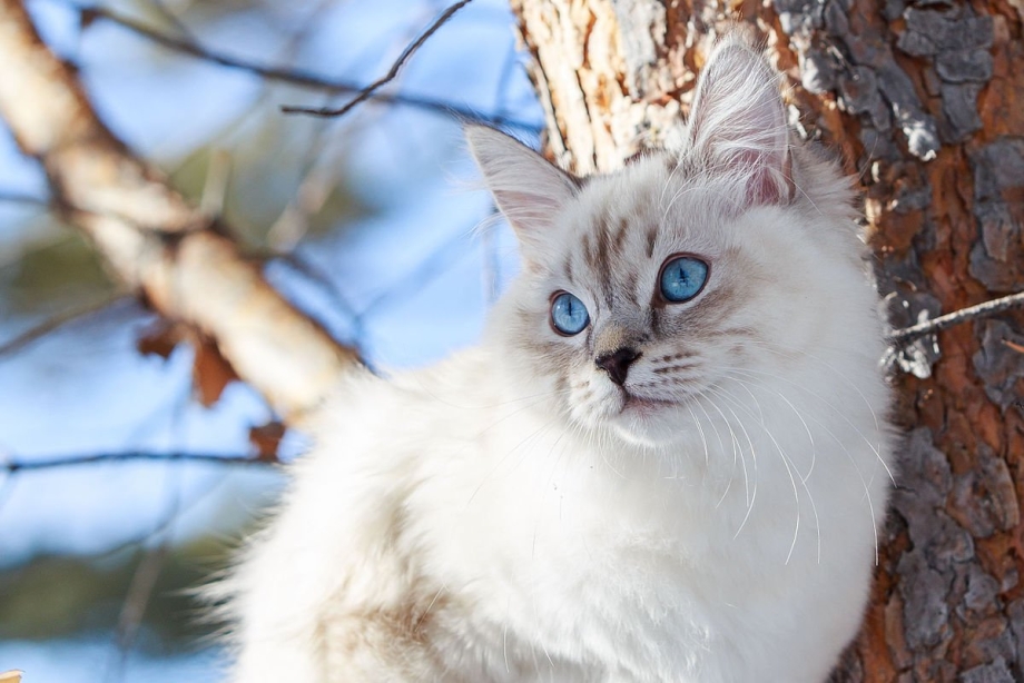Невская маскарадная кошка