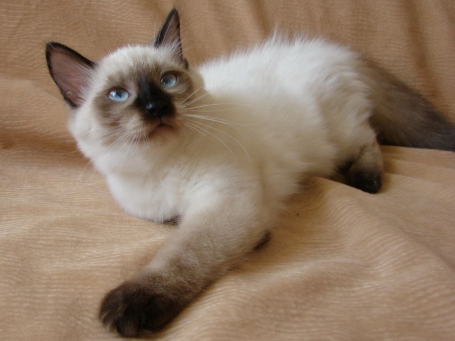 Сибирский котенок коло поинт