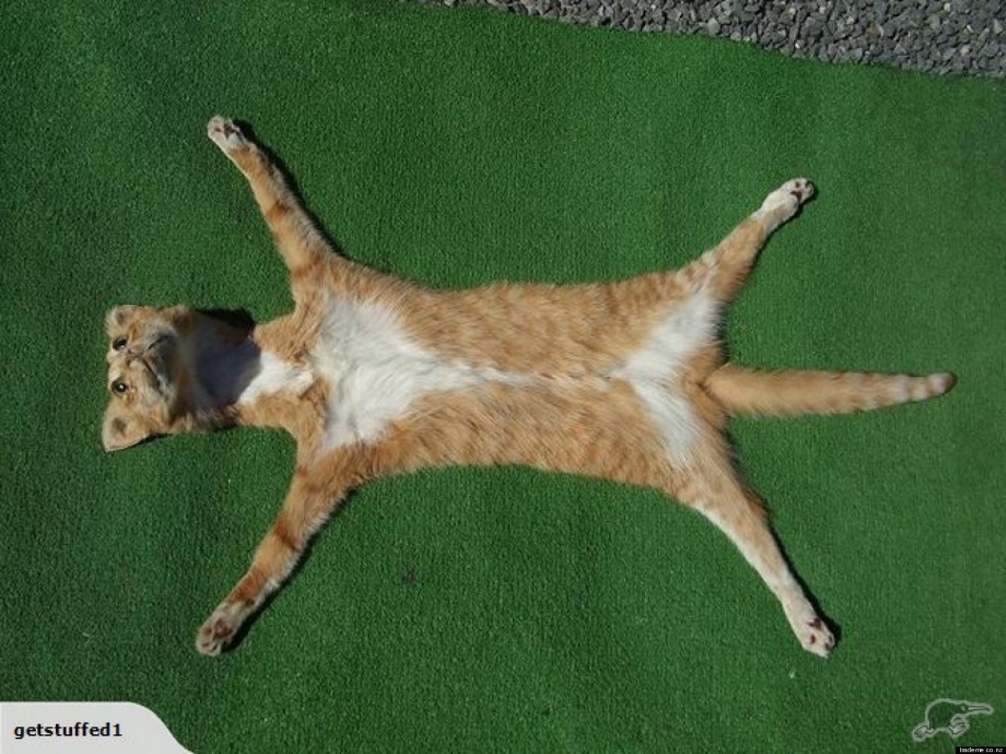 Кот вид сверху